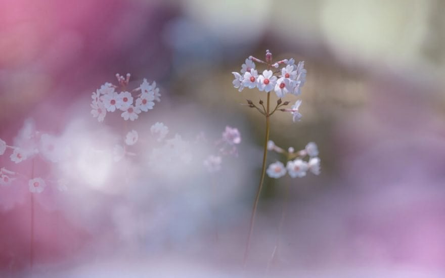 عکاسی به سبک ماکرو از گل‌ها