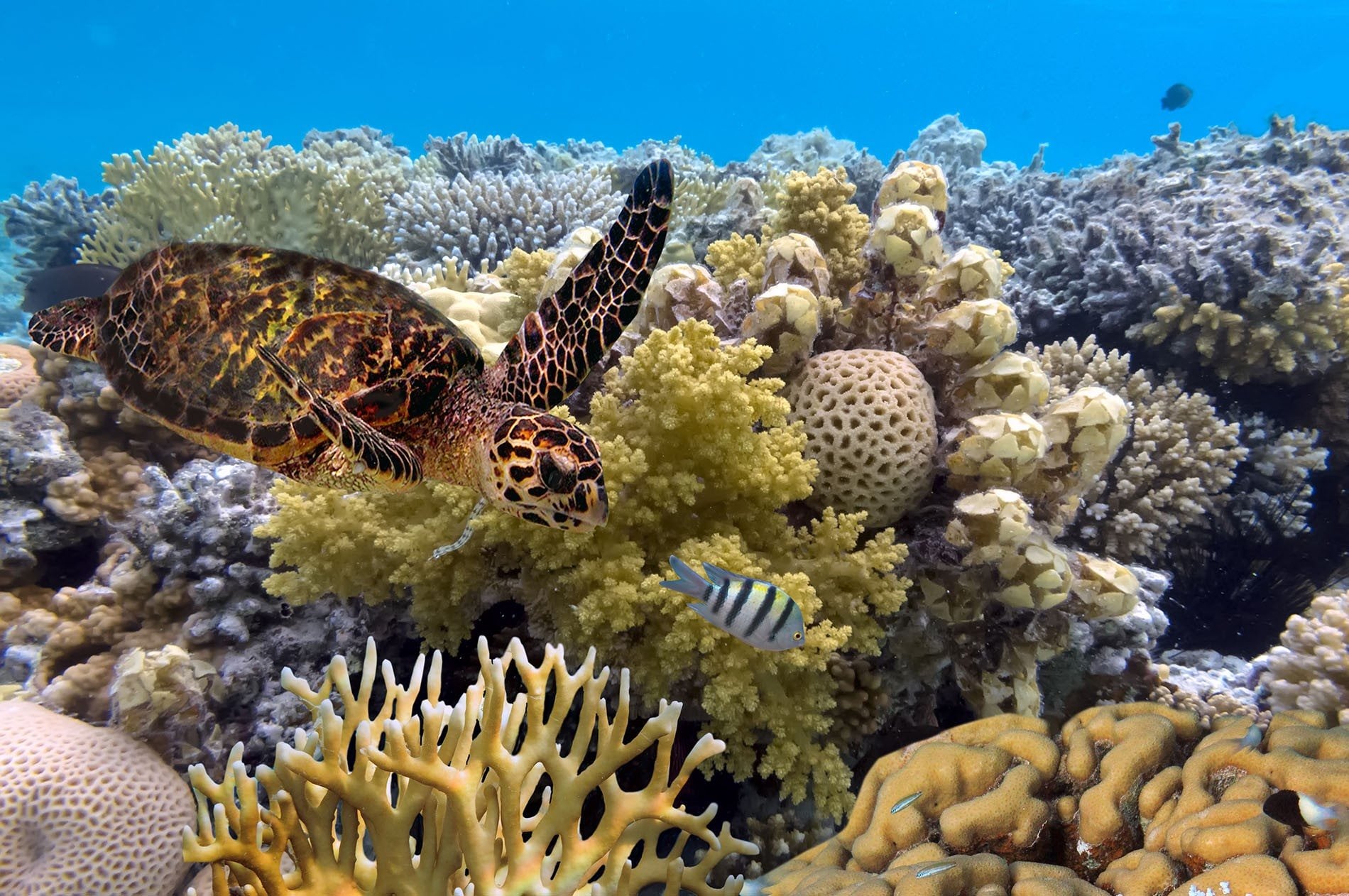 حیات زیر آب حصار بزرگ مرجانی