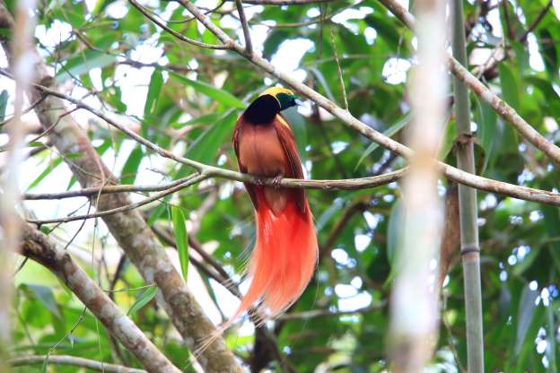 پرندگان ملی کشورهای مختلف - 23. پاپوآ گینه نو - مرغ بهشت راجیانا