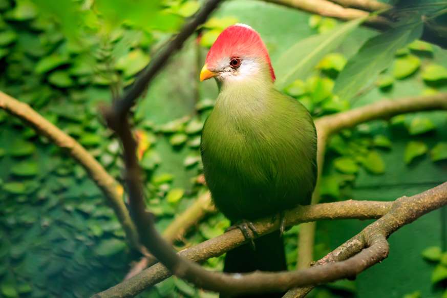 پرندگان ملی کشورهای مختلف - 3. آنگولا - توراکوی کاکل قرمز