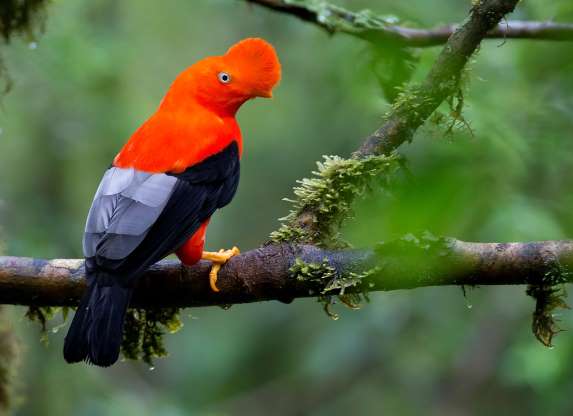 پرندگان ملی کشورهای مختلف - 25. پرو - خروس سنگی آند