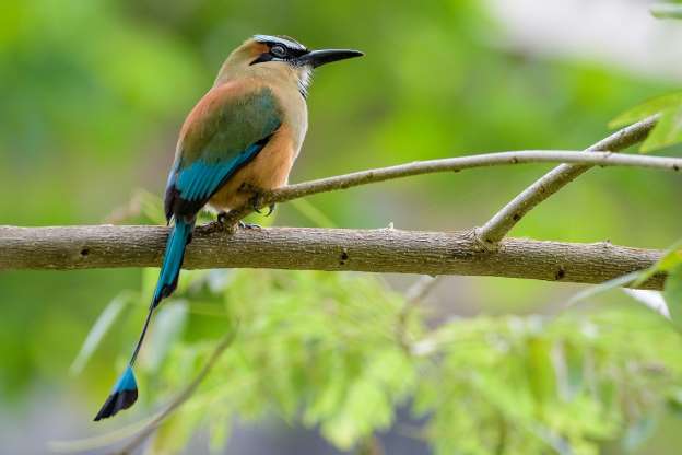 پرندگان ملی کشورهای مختلف - 11. السالوادور ، نیکاراگوئه - دم دراز ابرو فیروزه‌ای